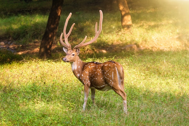 Hermoso macho chital o ciervo manchado en el Parque Nacional Ranthambore, Rajasthan, India