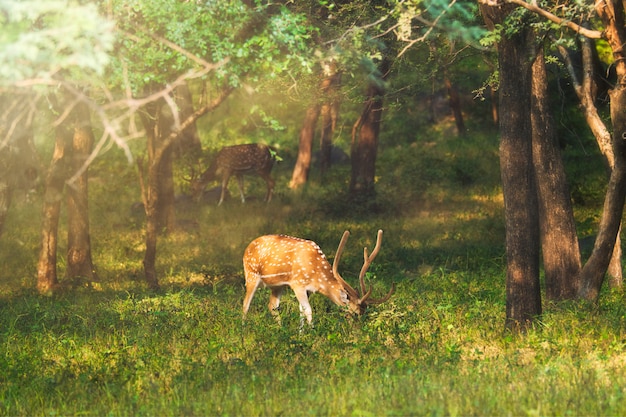 Hermoso macho chital o ciervo manchado en el Parque Nacional Ranthambore, Rajasthan, India