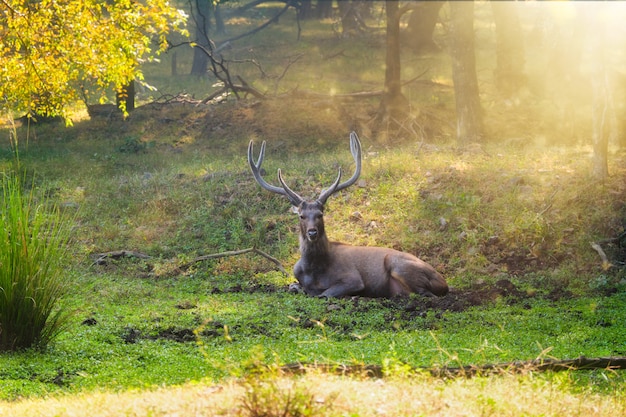 Hermoso macho sambar Rusa unicolor ciervos descansando en el Parque Nacional Ranthambore, Rajasthan, India.