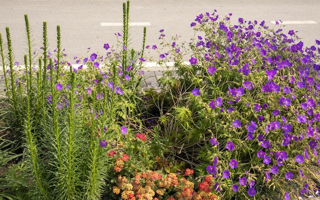 Un hermoso macizo de flores con flores de pradera púrpura de la especie Geranium Geranium sylvaticum