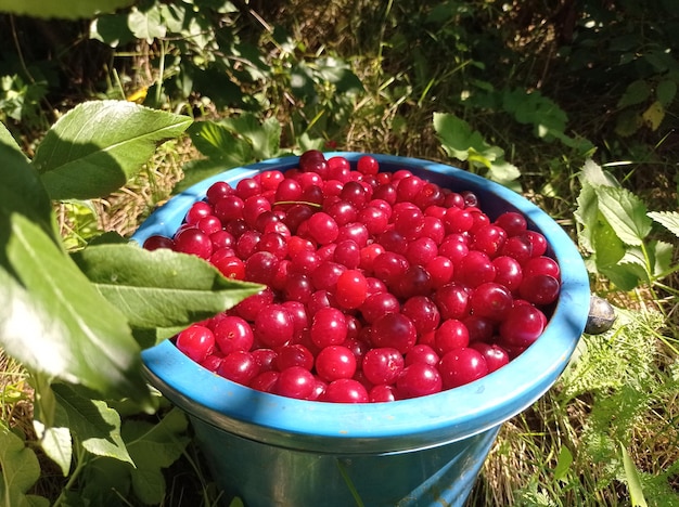 hermoso, maduro brillante, jugoso, fruta, baya, rojo, cereza, cosecha, al aire libre, horticultura, jardín