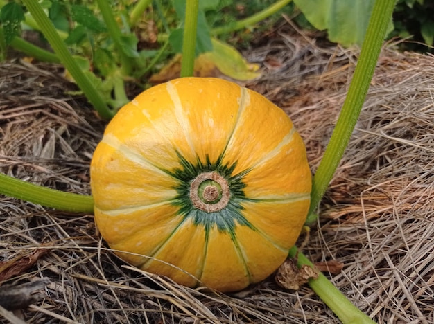 hermoso, maduro, jugoso, frutas, calabazas, amarillo, en el jardín, jardinería, verde, hojas, naturaleza