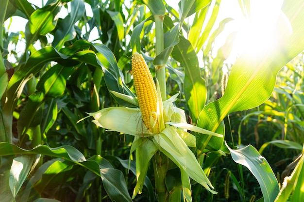 Hermoso maíz amarillo cultivado en un campo Maíz fresco en mazorcas Temporada de cosecha de maíz