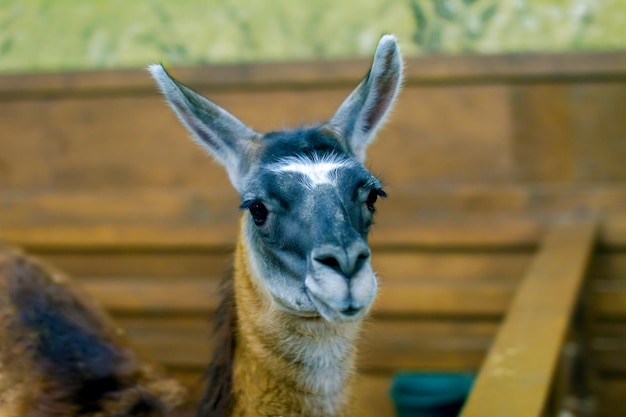 Hermoso mamífero herbívoro lama en el aviario