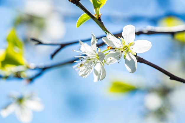 Hermoso manzano blanco en el jardín cerca de la temporada de primavera