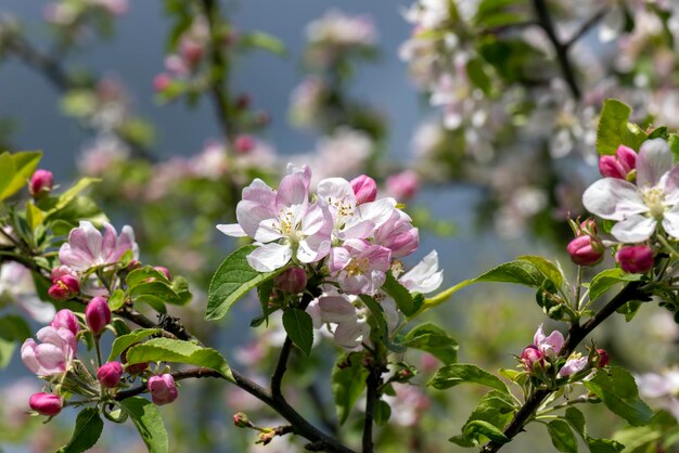 Un hermoso manzano en flor en un huerto de primavera