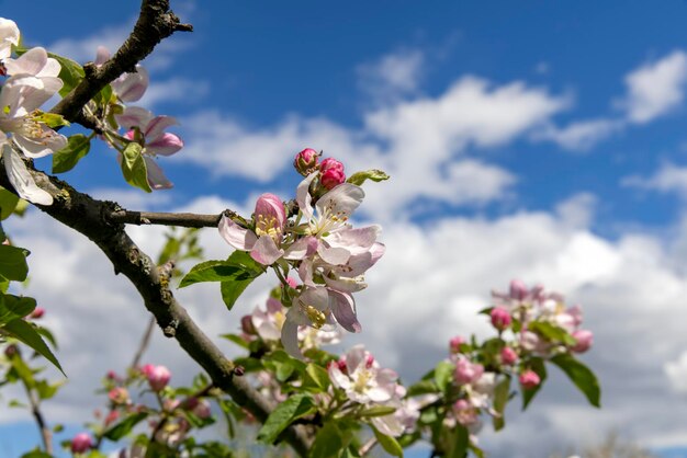 Un hermoso manzano en flor en un huerto de primavera