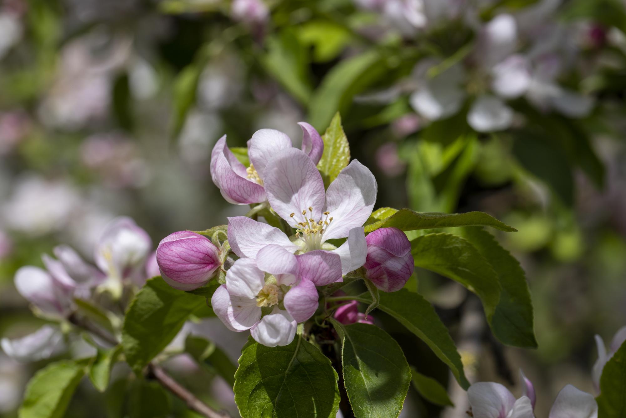 Un hermoso manzano en flor en un huerto de primavera