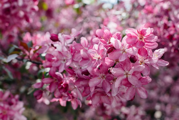 Hermoso manzano en flor rosa en el jardín de primavera