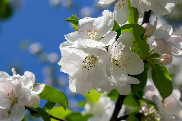 Un hermoso manzano durante la floración con flores blancas un huerto con manzanos florecientes en abril y mayo