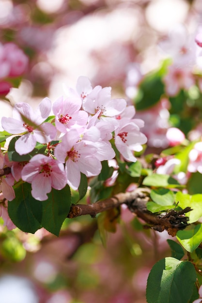 Hermoso manzano floreciente Flores rosas