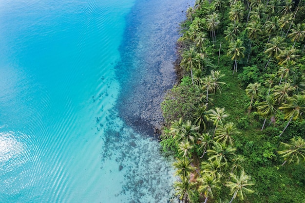 Hermoso mar tropical con bosque de palmeras en la isla de Koh Kood