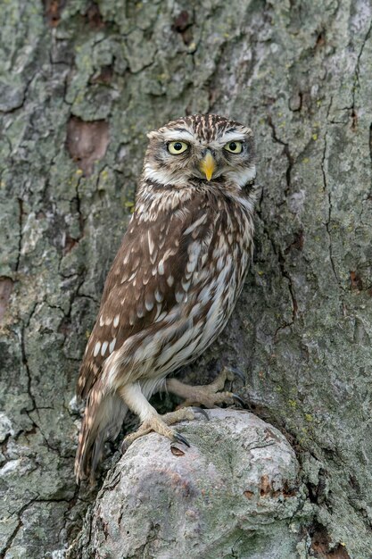 Hermoso mochuelo (Athene noctua) en un árbol en busca de presas.