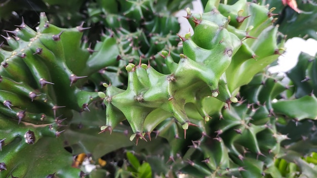 Hermoso monadenium cactus guentheri en el parque