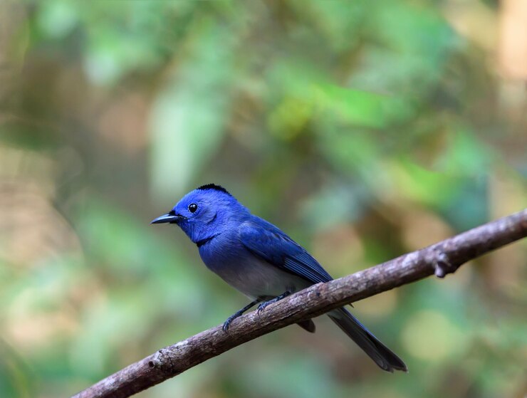 Foto hermoso monarca negro-naped masculino o flycatcher azul naped negro que se encarama en la ramificación de árbol