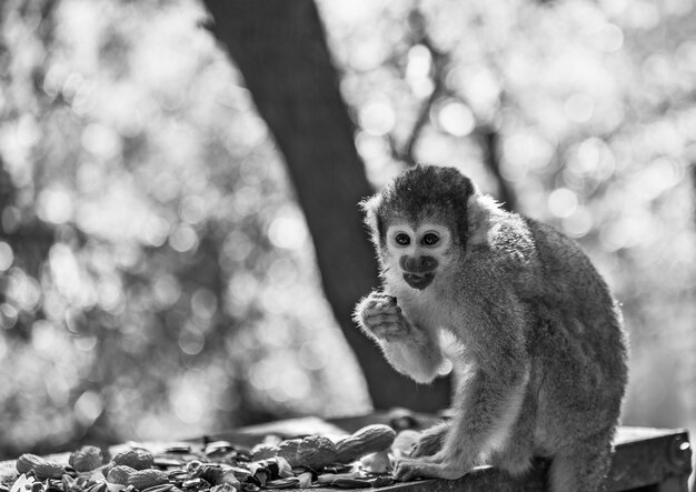 Hermoso mono sentado en un árbol