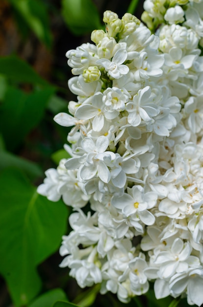 Hermoso montón fresco exuberante de lila blanca en un arbusto en el jardín. Arbusto de jardín, floración primaveral, aroma fresco.