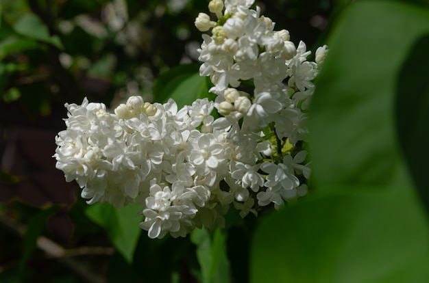 Hermoso montón fresco exuberante de lila blanca en un arbusto en el jardín. Arbusto de jardín, floración primaveral, aroma fresco.