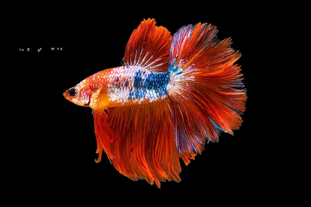 Hermoso movimiento de coloridos peces betta siameses o peces luchadores betta splendens de media luna