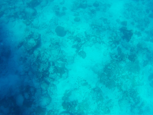 Foto hermoso mundo submarino del mar