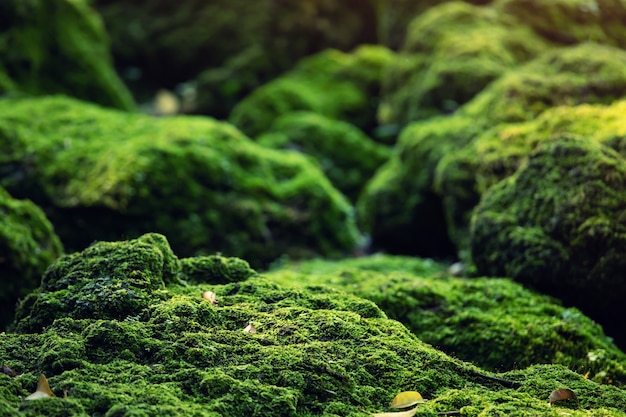Hermoso musgo verde brillante crecido cubre las piedras en bruto y en el suelo en el bosque. Mostrar con vista macro. Rocas llenas de textura de musgo en la naturaleza para papel tapiz.