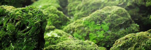 Hermoso musgo verde brillante crecido cubre las piedras en bruto y en el suelo del bosque. Mostrar con vista macro. Rocas llenas de textura de musgo en la naturaleza para papel tapiz.