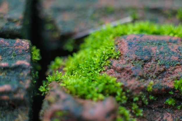 hermoso musgo verde sobre fondo de primer plano macro de musgo hermoso fondo de musgo para fondo de pantalla