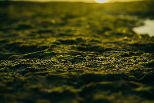 Hermoso musgo verde sobre piedras cerca del mar con fondo de puesta de sol