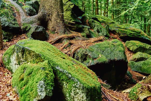 Hermoso musgo verde en el suelo del bosque