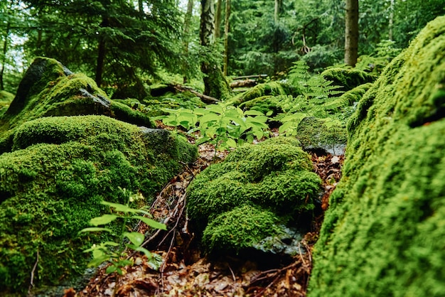 Hermoso musgo verde en el suelo del bosque