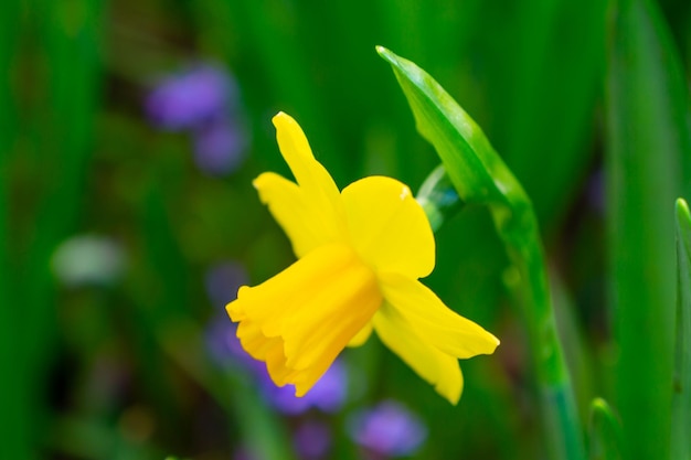 Un hermoso narciso amarillo en el jardín