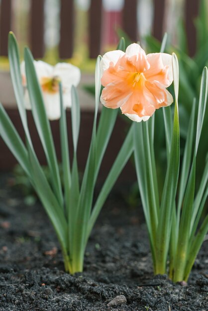 Hermoso narciso Split Corona Apricot Whirl florece en el jardín en primavera