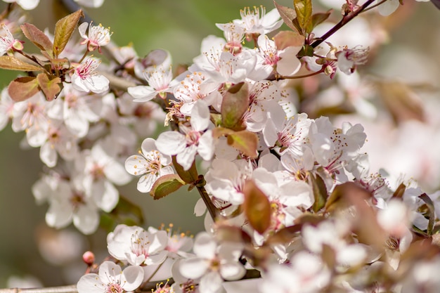 Hermoso natural del manzano en flor en primavera