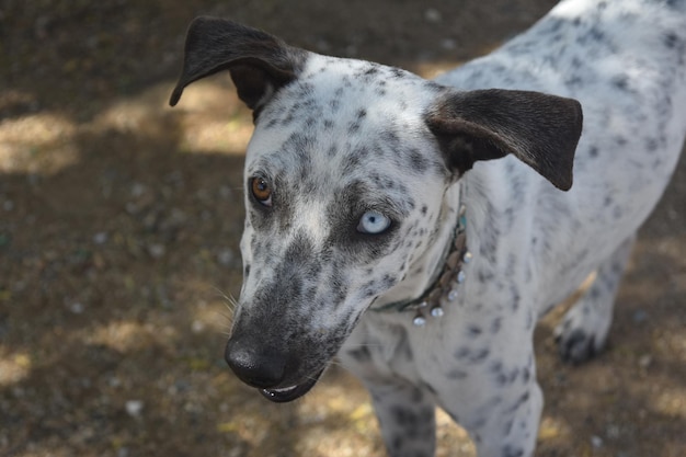 Hermoso ojo marrón y azul en un perro Cunucu blanco y negro