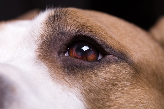 Hermoso ojo de perro de cerca