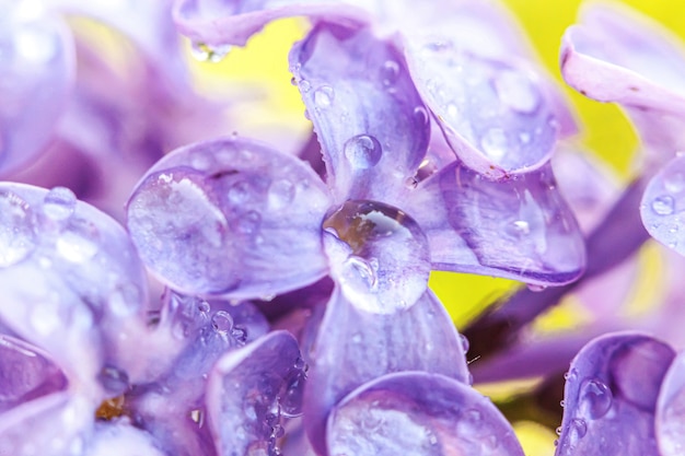 Hermoso olor violeta púrpura flores de flor de lila en primavera