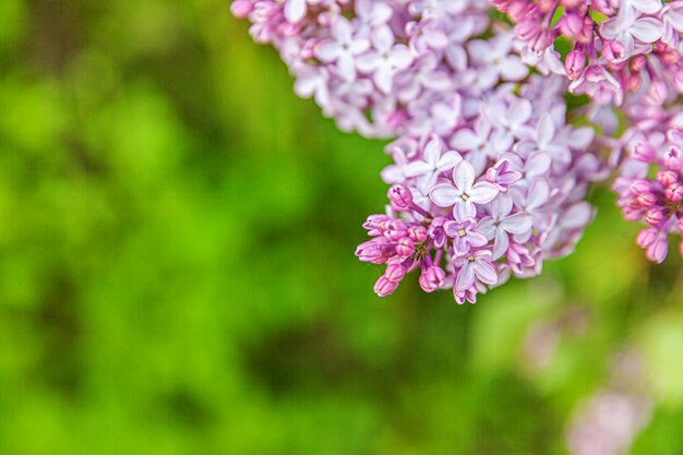 Hermoso olor violeta púrpura lila flor flores en primavera