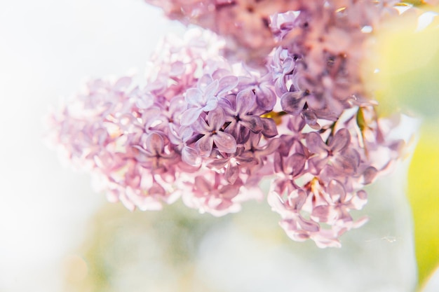 Hermoso olor violeta violeta lila flores en flor en primavera primer plano ramitas de flor de lila en ...