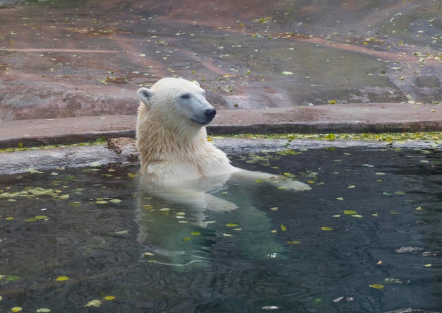 Hermoso oso polar jugando en el agua en otoño