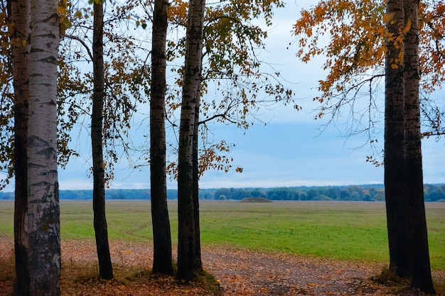 Hermoso otoño en el bosque de berches en Bogolyubovo, en Rusia.