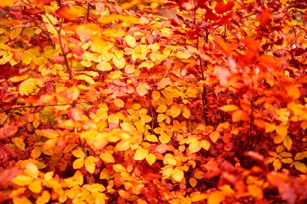 Hermoso otoño Los hermosos colores del otoño Bosque otoñal