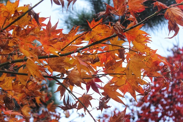 Hermoso otoño en Japón