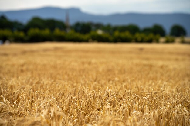 Foto hermoso paisaje agrícola de campos de trigo y cultivos que crecen en australia