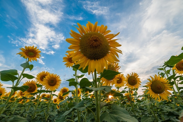 Hermoso paisaje agrícola, vista de tierras de cultivo con campo de girasoles y cielo majestuoso