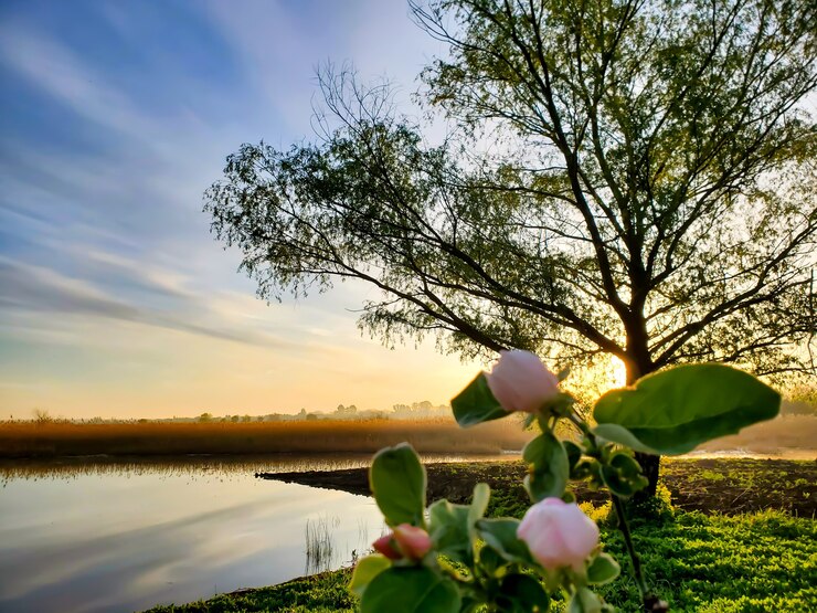 Foto hermoso paisaje al amanecer un árbol y flores crecen en la orilla del lago