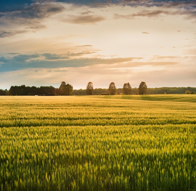 Hermoso paisaje al atardecer de espiguillas y hay árboles en el horizonte