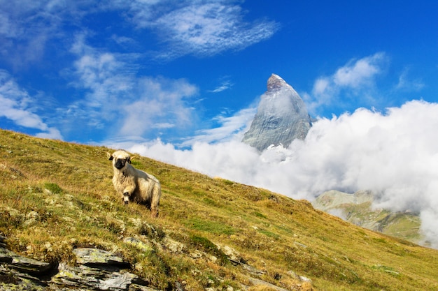 Hermoso paisaje alpino idílico con ovejas y montaña Matterhorn, montañas de los Alpes