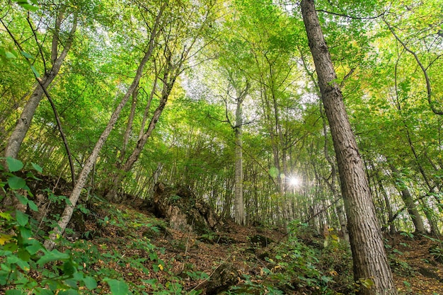 El hermoso paisaje de los árboles del bosque.