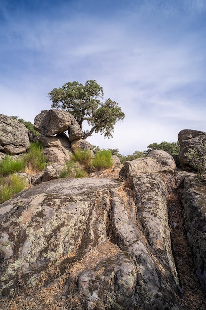 Hermoso paisaje de árboles que crecen entre las enormes rocas de granito