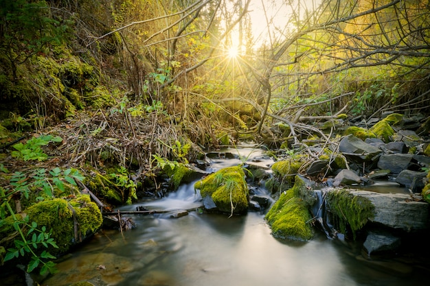 Hermoso paisaje con arroyo y rayos de sol a través de los árboles